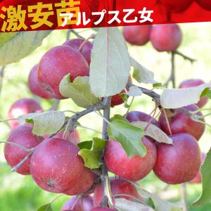 国華園 果樹苗 リンゴ アルプス乙女 1株