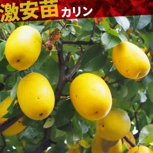 野菜・種/苗 八つ頭芋/八っ子（里芋） 種芋・生もの種 量り売り1kg【3