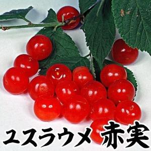 ユスラウメ 赤実 1株 果樹苗 国華園