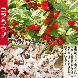 国華園 果樹苗 ユスラウメ 赤実 1株の詳細画像3