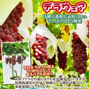 国華園 果樹苗 ブドウ デラウェア 1株の詳細画像3