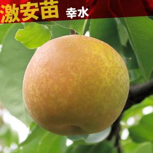 国華園 果樹苗 ナシ 幸水 1株の商品画像