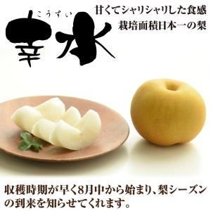 国華園 果樹苗 ナシ 幸水 1株の詳細画像3