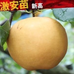 国華園 果樹苗 ナシ 新高 1株