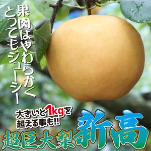 国華園 果樹苗 ナシ 新高 1株の詳細画像3