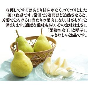国華園 果樹苗 ナシ 洋梨 ラ・フランス 1株の詳細画像4