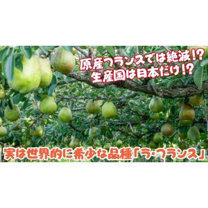 国華園 果樹苗 ナシ 洋梨 ラ・フランス 1株の詳細画像5