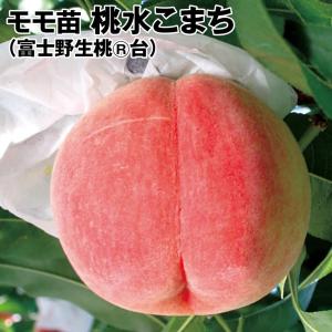 果樹苗 モモ 桃水こまち富士野生桃R 1株...