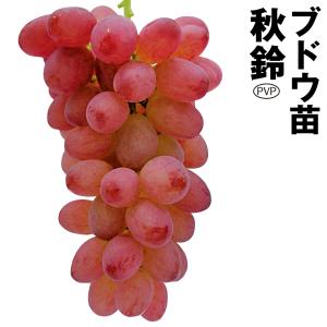 ぶどう 苗木 種なしの商品一覧 通販 Yahoo ショッピング