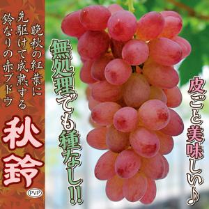 国華園 果樹苗 ブドウ 秋鈴 1株の詳細画像1