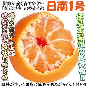 国華園 果樹苗 カンキツ 温州みかん 日南1号 1株の詳細画像2