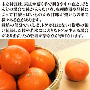 国華園 果樹苗 カンキツ 温州みかん 日南1号 1株の詳細画像4