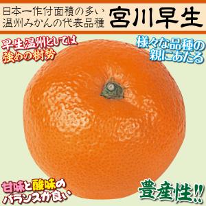 国華園 カンキツ苗 温州みかん 宮川早生 1株...の詳細画像2