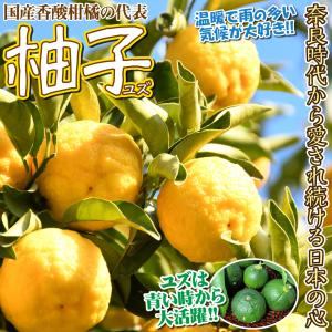 国華園 果樹苗 カンキツ ユズ 1株の詳細画像2