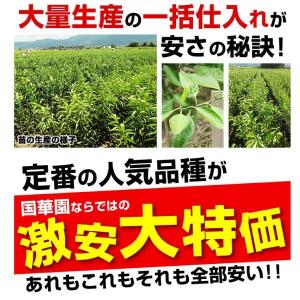 国華園 果樹苗 カンキツ 紅甘夏 1株の詳細画像1