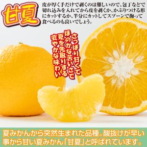 国華園 果樹苗 カンキツ 紅甘夏 1株の詳細画像2