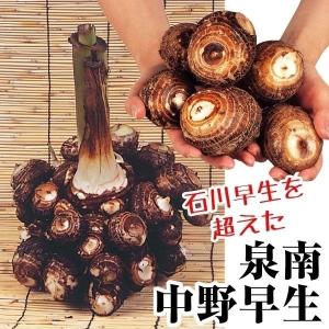 里いも種芋 女早生1kg : 花と緑 国華園 - 通販 - Yahoo!ショッピング