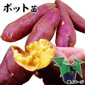 2026年作付け さつまいも苗 「あまはづき」切り苗20本 : さつまいもの