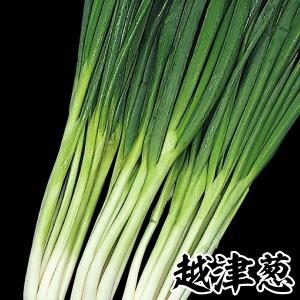ねぎ苗 野菜苗 石倉一本ネギ 1束（約25〜40本） : 菜園くらぶ Yahoo!店