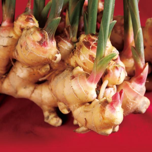 種ショウガ 土佐産大ショウガ 5kg / 生姜 しょうが 家庭菜園 自家菜園 人気 国産 高知 大き...