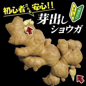 種ショウガ 芽出しショウガ (近江生姜) 500g / 生姜 しょうが 家庭菜園 自家菜園 生姜 大ショウガ 初心者 芽が出ているショウガ