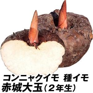 種芋 コンニャクイモ 赤城大玉 (2年生) 50個 / あかぎおおだま こんにゃく 蒟蒻 こんにゃくいも こんにゃく芋 蒟蒻いも 蒟蒻芋 たねいも タネイモ 種芋 種イモ