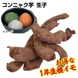 種芋 コンニャクイモ 赤城大玉生子60個 / あかぎおおだま こんにゃく 蒟蒻 こんにゃくいも こんにゃく芋 蒟蒻いも 蒟蒻芋 たねいも タネイモ 種芋 種イモ