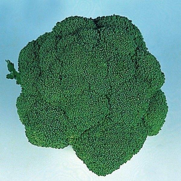 種 野菜たね ブロッコリー ブロッコリー （品種名：ドシコ） 1袋（1ml） やさいの種 国華園