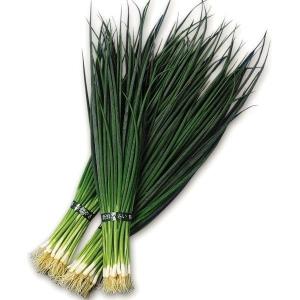 種 野菜たね ネギ やくみ夏細葱 1袋（5ml） 葱 やさいの種 国華園