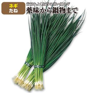 種 野菜たね ネギ やくみ夏細葱 1袋(5ml...の詳細画像1