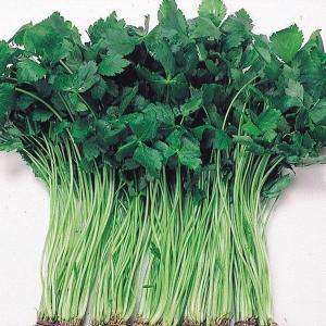 種 野菜たね 健康野菜 三ツ葉 白茎 1袋（6ml） みつば やさいの種 国華園
