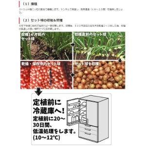 種 野菜たね タマネギ 冬どり玉葱 黄 1袋(...の詳細画像2