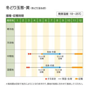 種 野菜たね タマネギ 冬どり玉葱 黄 1袋(...の詳細画像4