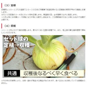 種 野菜たね タマネギ 冬どり玉葱 黄 1袋(...の詳細画像3