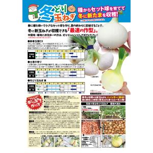 種 野菜たね タマネギ 冬どり玉葱 黄 1袋(...の詳細画像1