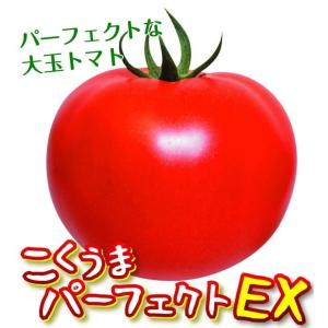 種 野菜たね 大玉トマト F1こくうまパーフェ...の詳細画像3