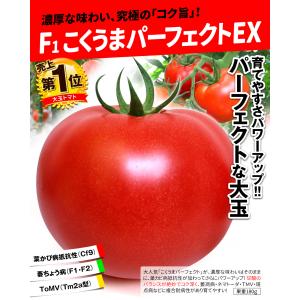 種 野菜たね 大玉トマト F1こくうまパーフェ...の詳細画像1