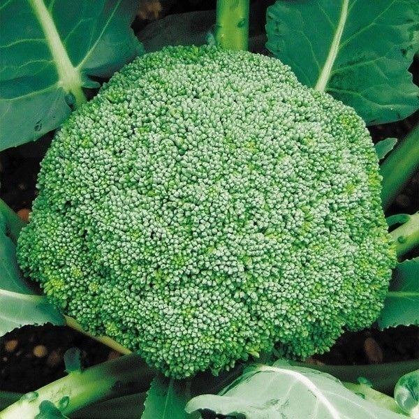 種 野菜たね ブロッコリー F1ジェットストリーム 1袋（0.5ml） やさいの種 国華園