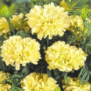 マリーゴールド 花たね キリマンジャロホワイト 1袋(70mg)