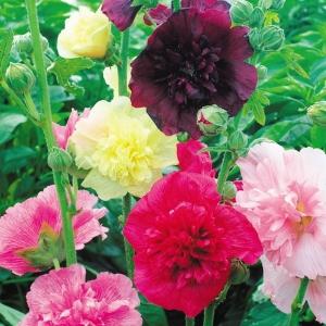 タチアオイ 種 種子 の商品一覧 花 ガーデニング 通販 Yahoo ショッピング