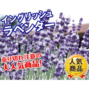 種 花たね イングリッシュラベンダー 1袋(1...の詳細画像1
