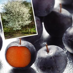 イチジク LSUホーリエ 1年生12cmポット苗 : 吉瀬園芸 - 通販