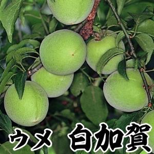 ウメ苗 白加賀 大梅 1株 果樹苗｜kokkaen