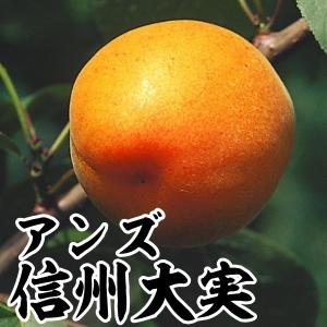 アンズ苗 信州大実 1株 果樹苗｜花と緑 国華園