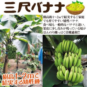 国華園 バナナ 三尺バナナ 1株 トロピカルフ...の詳細画像1