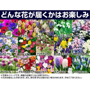 国華園 秋植え球根 お楽しみ福袋 40球以上 ...の詳細画像2