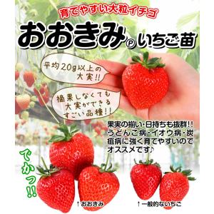 国華園 いちご苗 おおきみPVP 6株 / 家...の詳細画像1