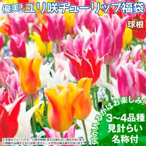 国華園 チューリップ 球根 ユリ咲福袋 20球...の詳細画像1