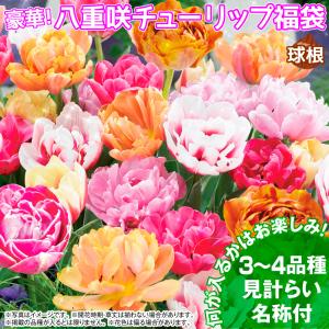 国華園 チューリップ 球根 八重咲福袋 20球...の詳細画像1
