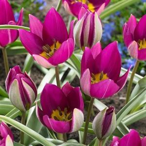 原種系チューリップ 球根 ペルシャンパール 6球 秋植え球根